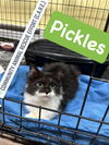 adoptable Cat in , IN named Pickles