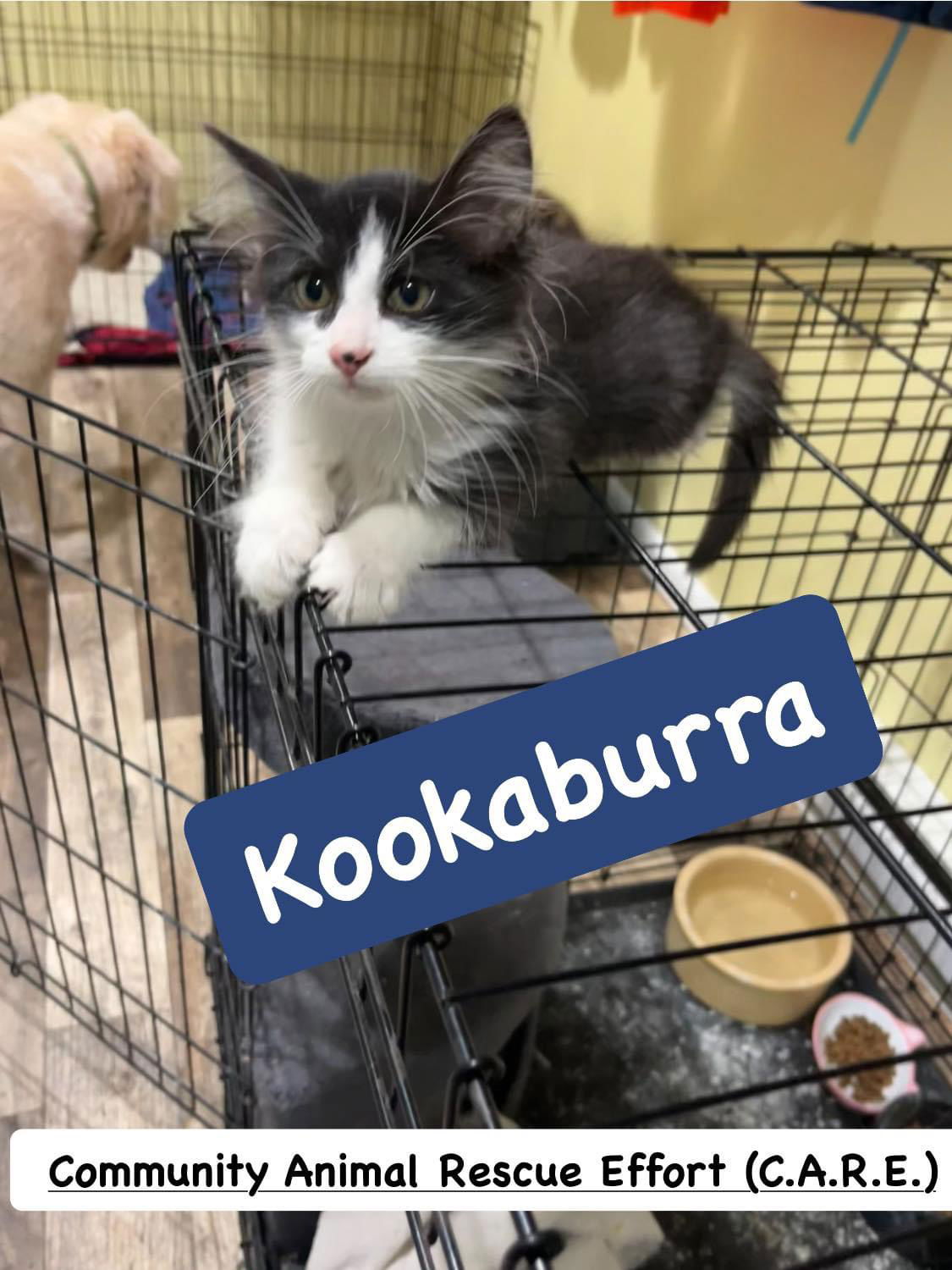 adoptable Cat in Columbus, IN named Kookaburra