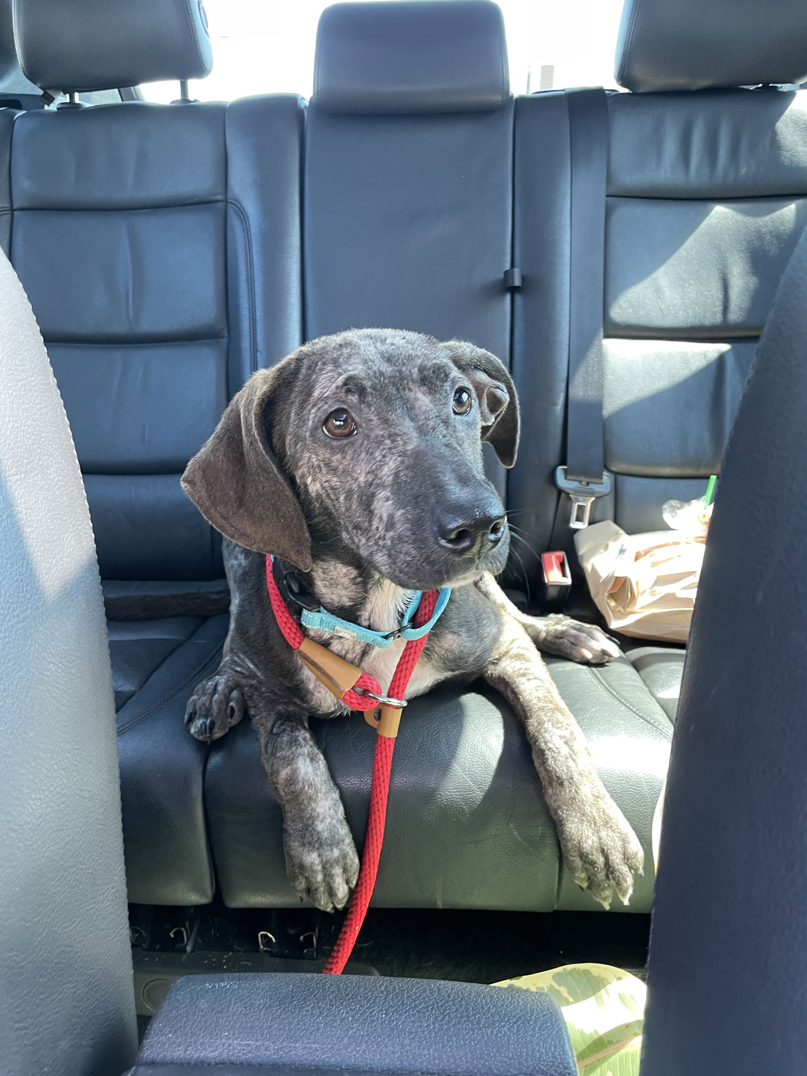 adoptable Dog in Columbus, IN named Stitch