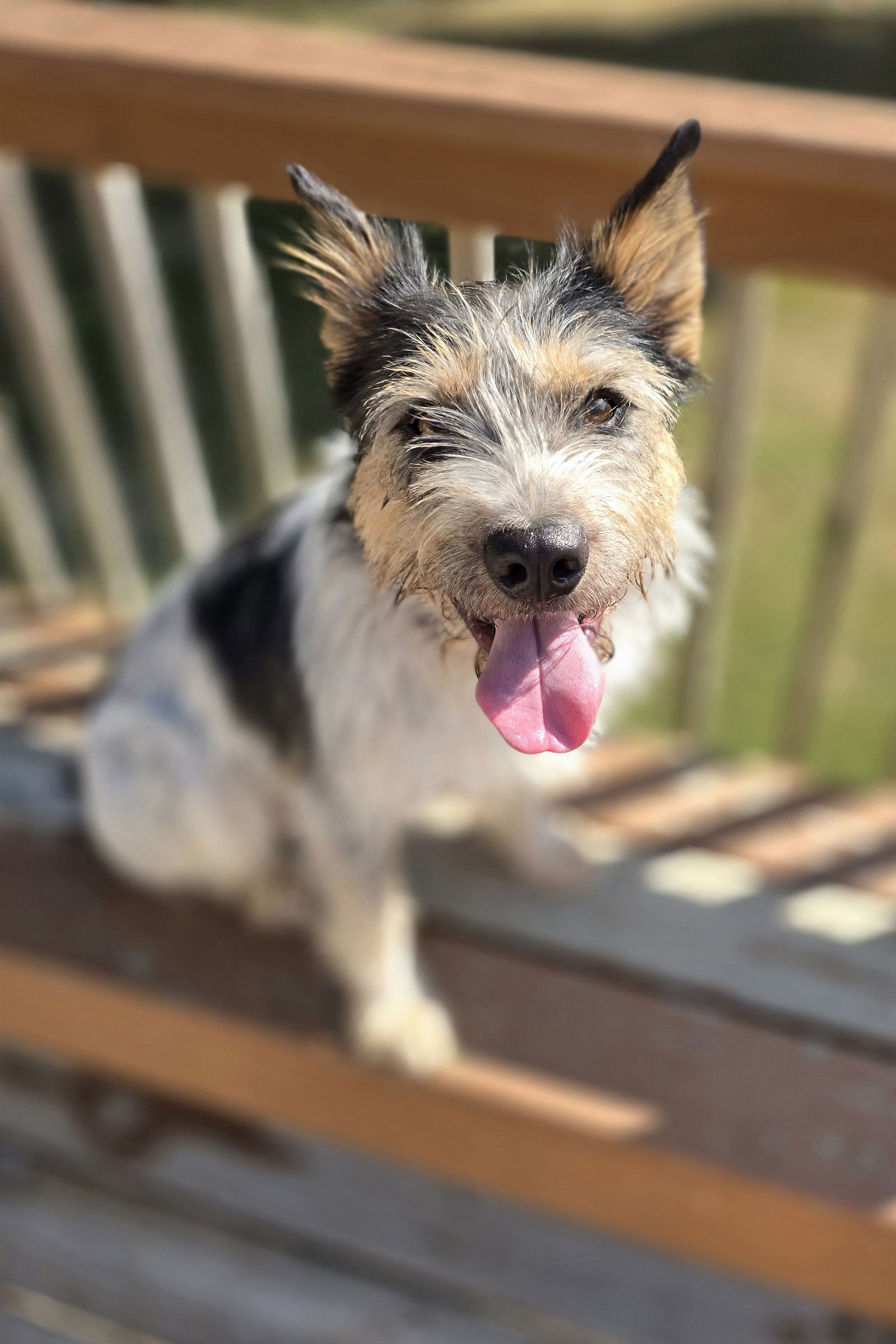 adoptable Dog in Columbus, IN named Toto