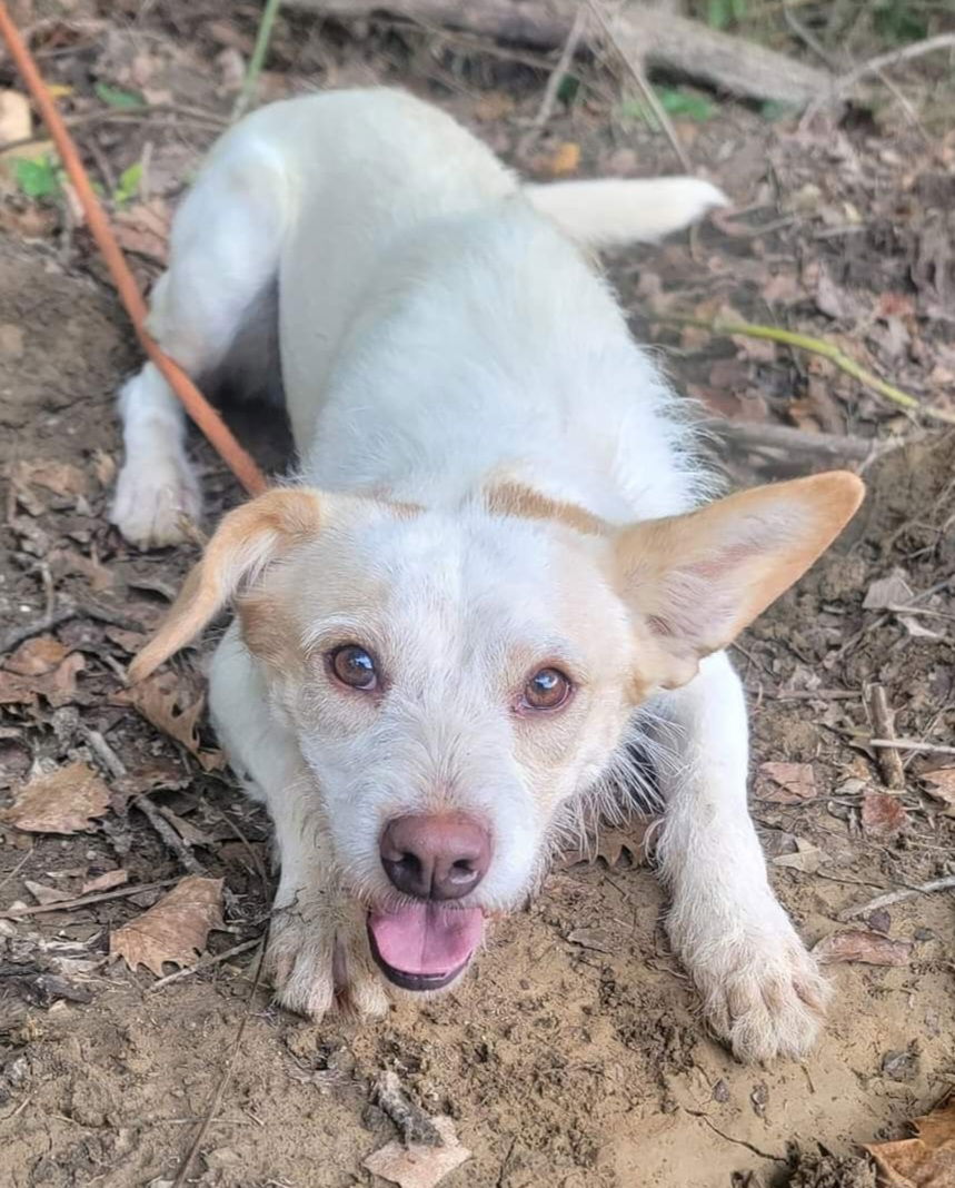 adoptable Dog in Columbus, IN named Courage