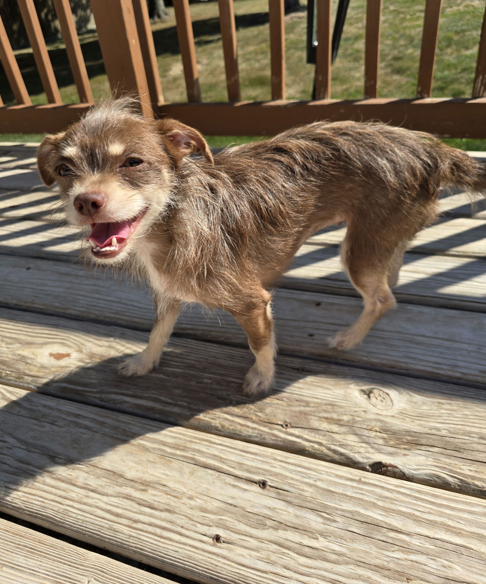 adoptable Dog in Columbus, IN named Pippa