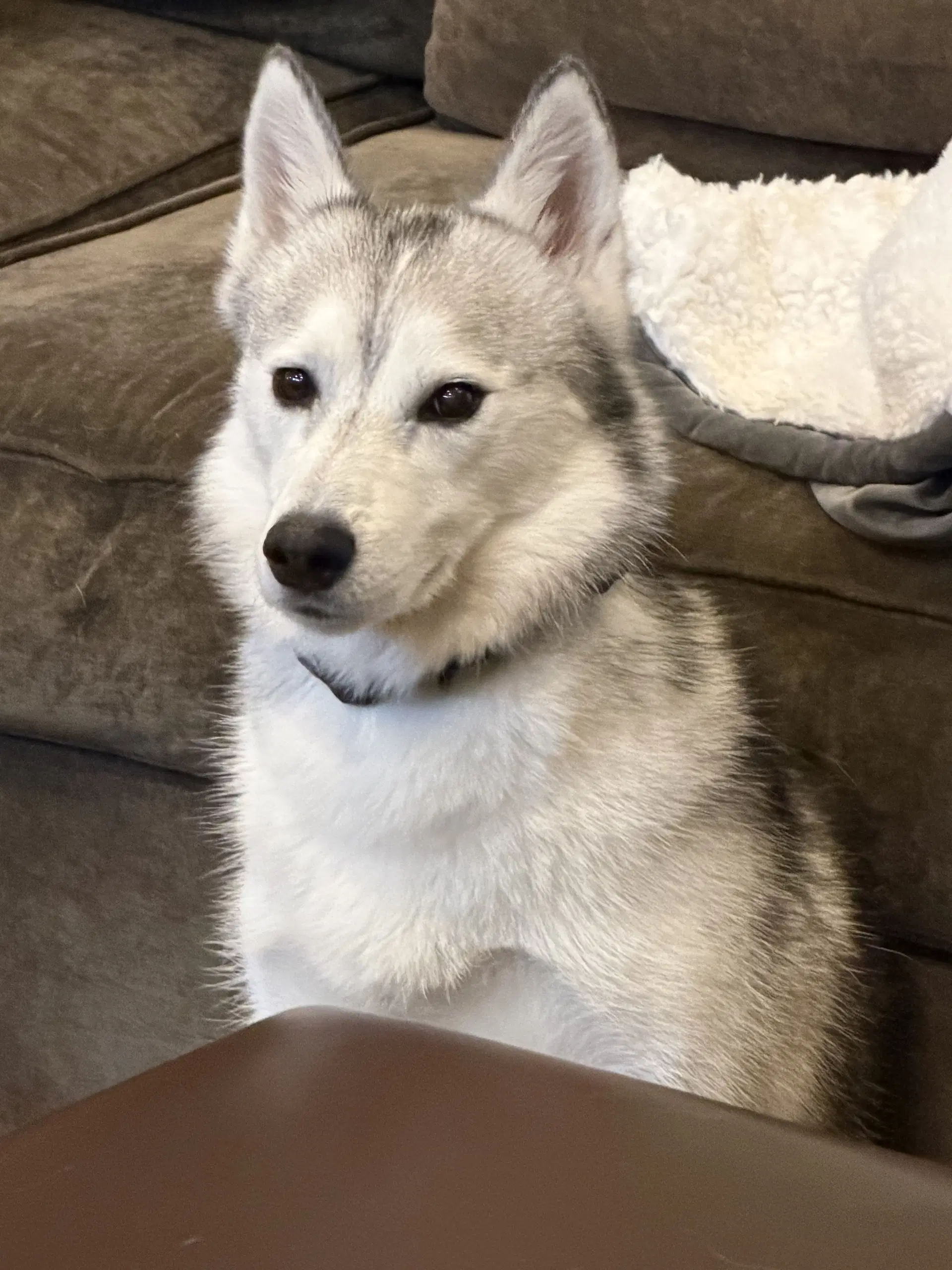 Memphis - Siberian Husky