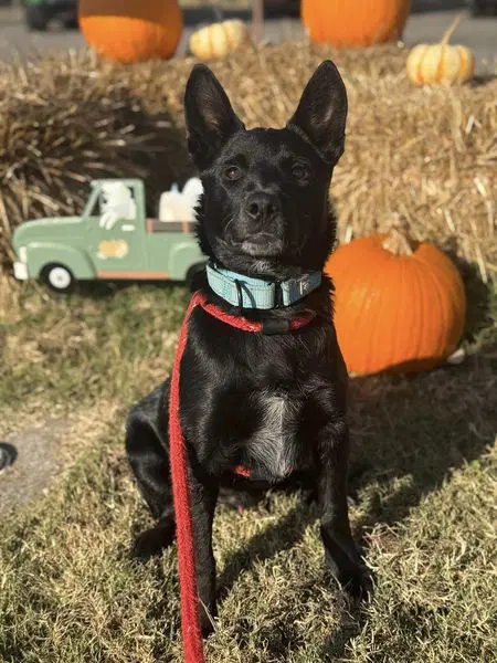 Donnie - Australian Cattle Dog/Blue Heeler