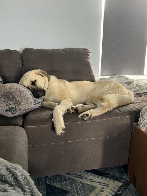 JUNEAU - Great Pyrenees / German Shepherd Dog available for adoption