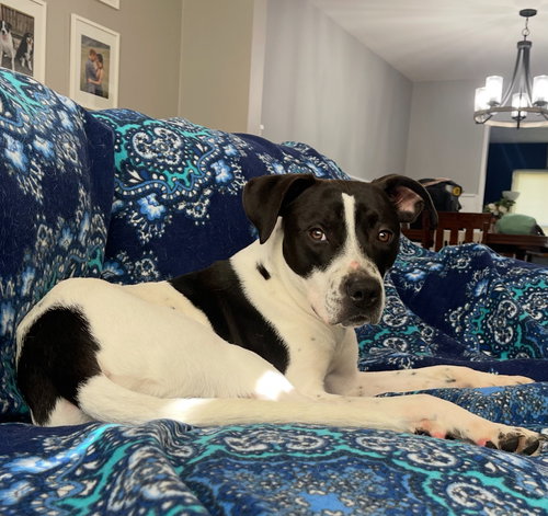 CHARLIE - Boxer / Terrier available for adoption