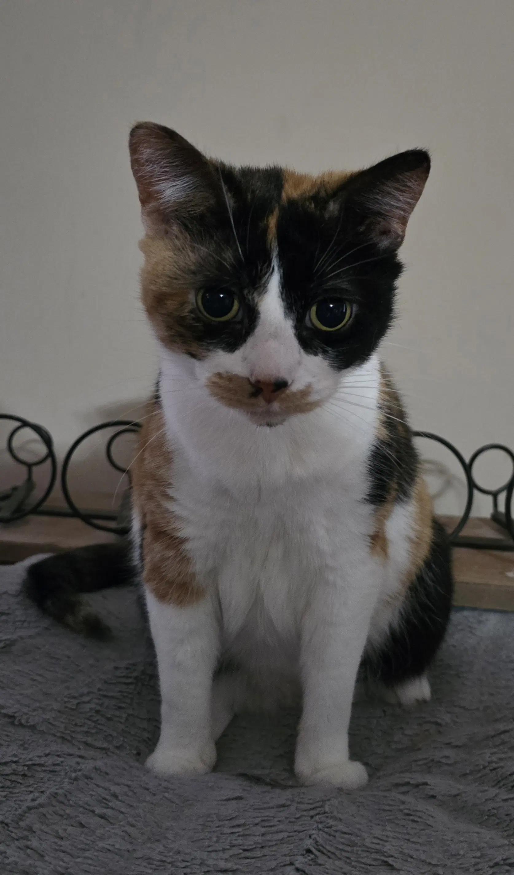 Trixie image 2