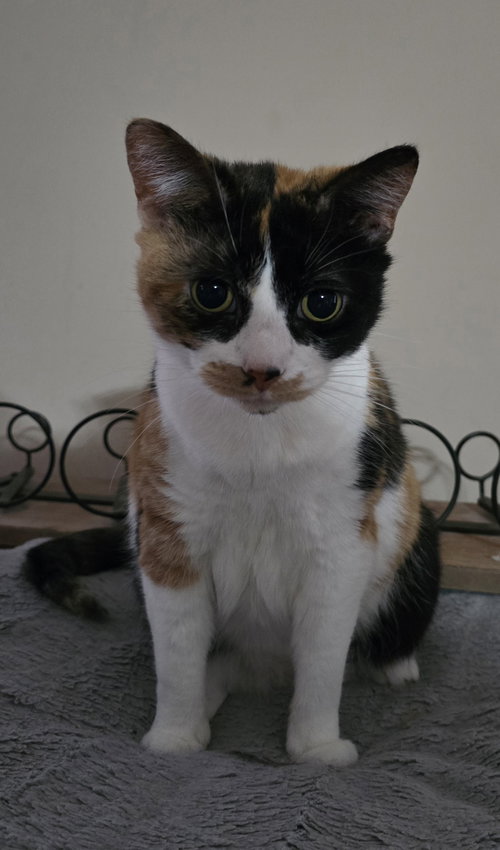 TRIXIE - Domestic Short Hair / Calico available for adoption