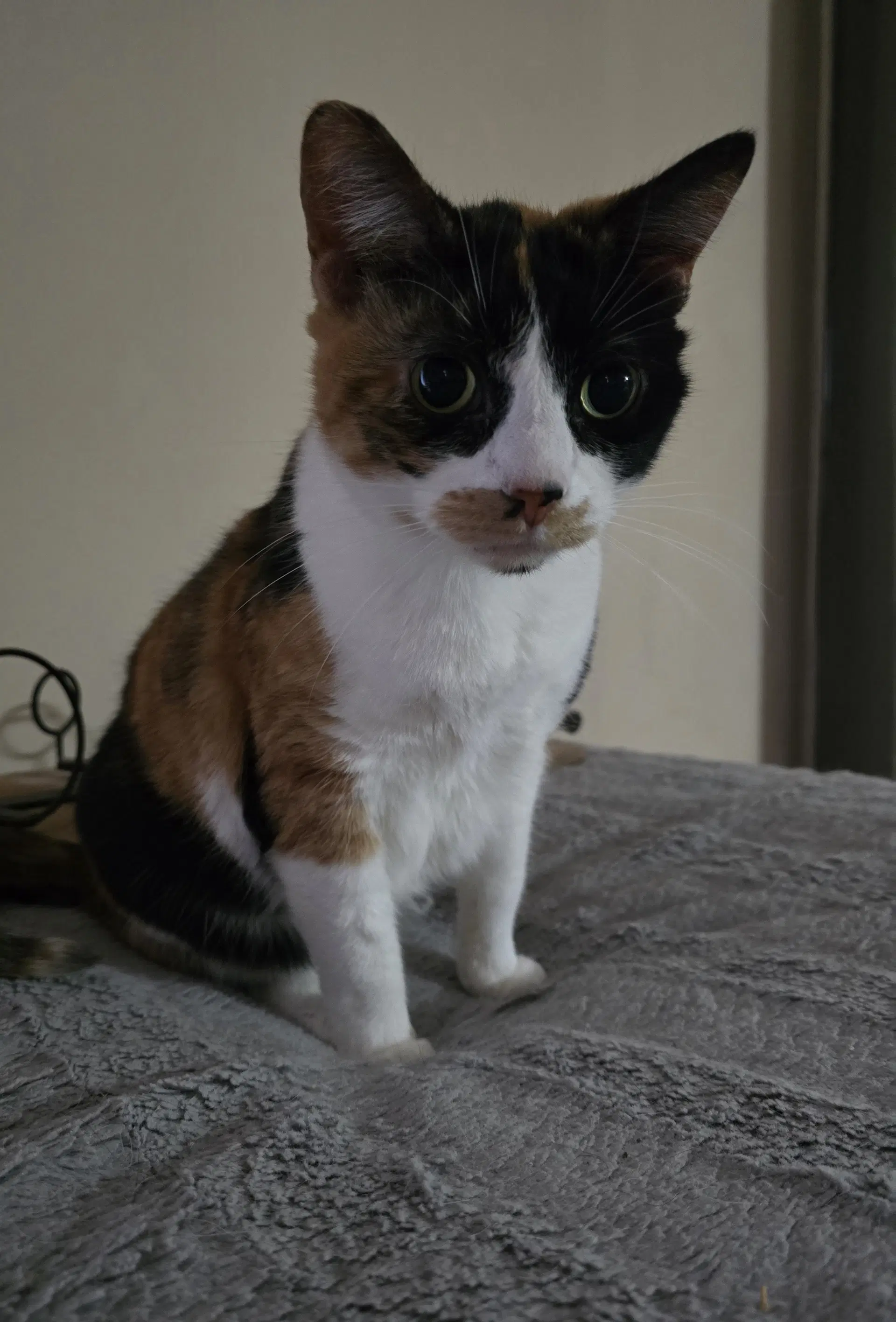 Trixie image 3