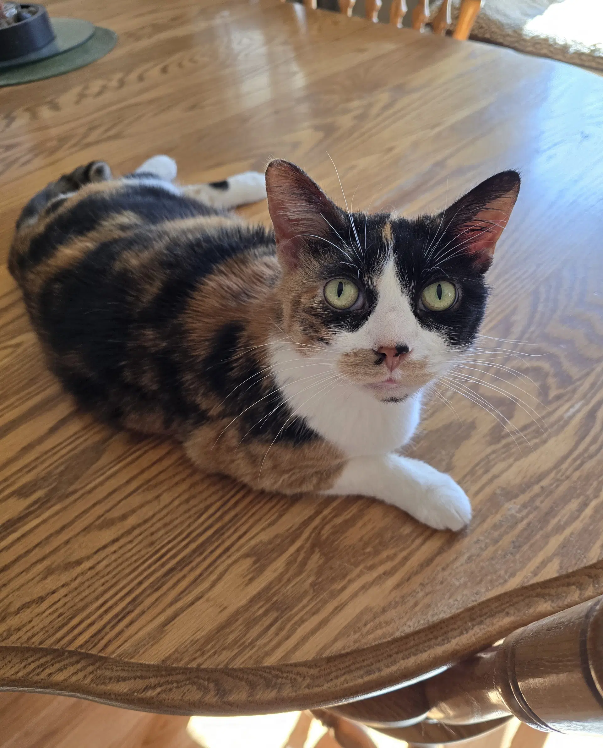 Trixie - Domestic Short Hair