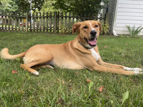 TRUFFLE - Golden Retriever available for adoption