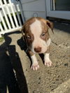 Oliver