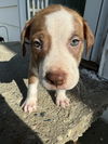 Oliver