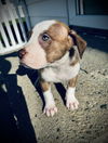 Oliver