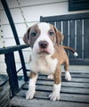 Oliver