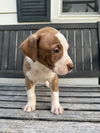 Oliver