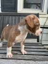 Oliver