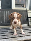 Oliver