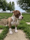 Oliver