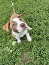 Oliver