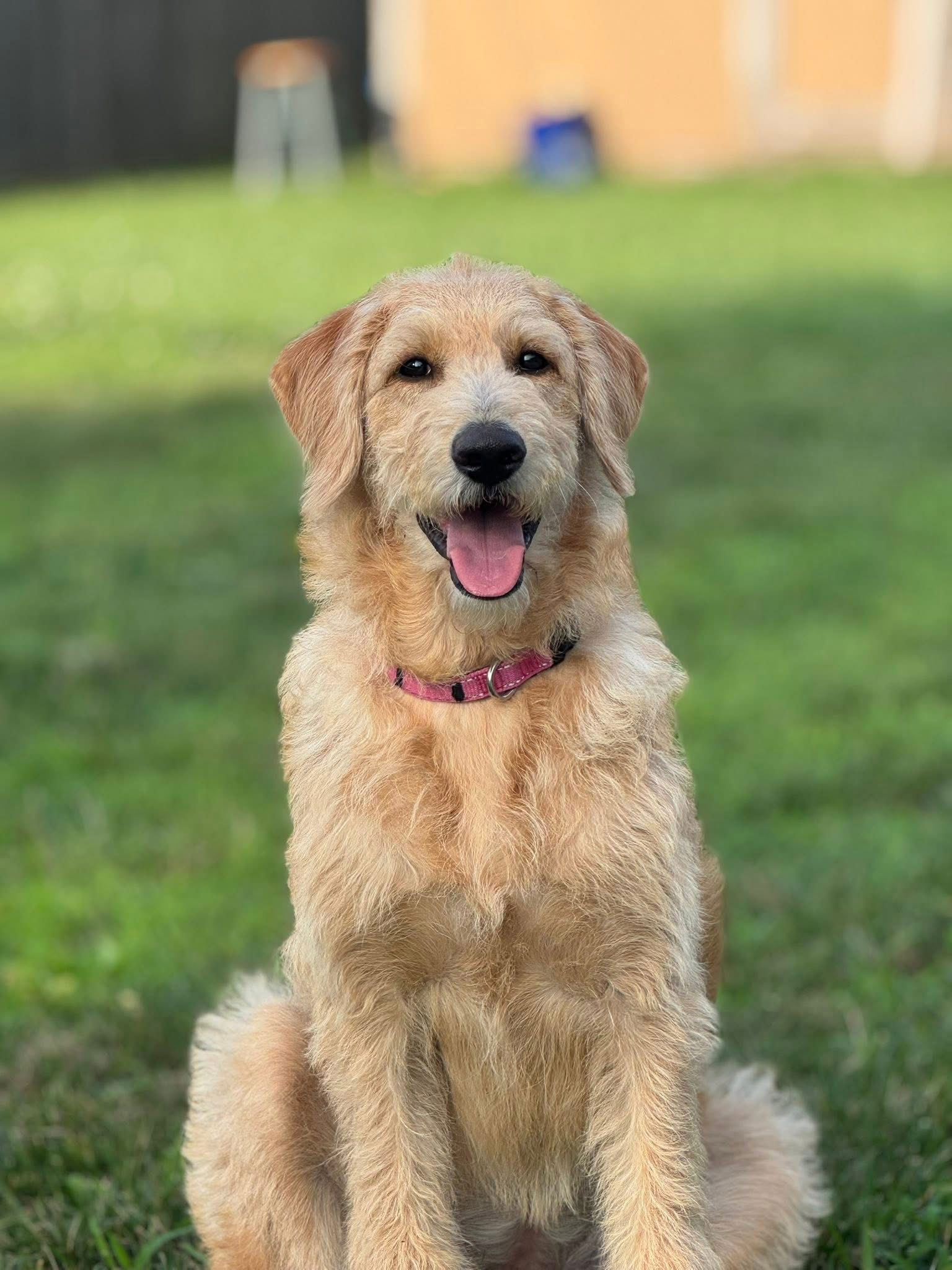 adoptable Dog in Columbus, IN named Cookie