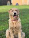 adoptable Dog in  named Cookie