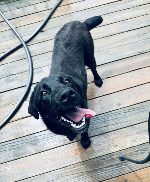 Lulu