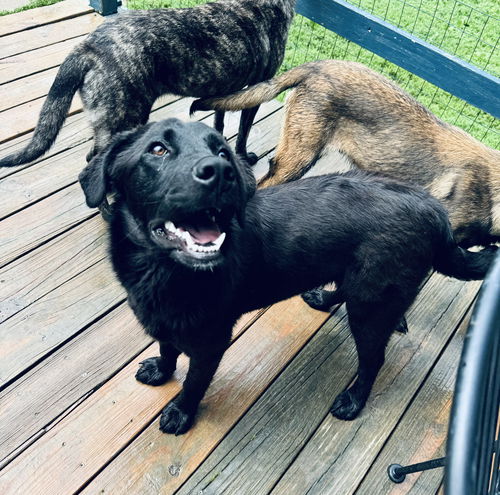 Lulu (Lab)