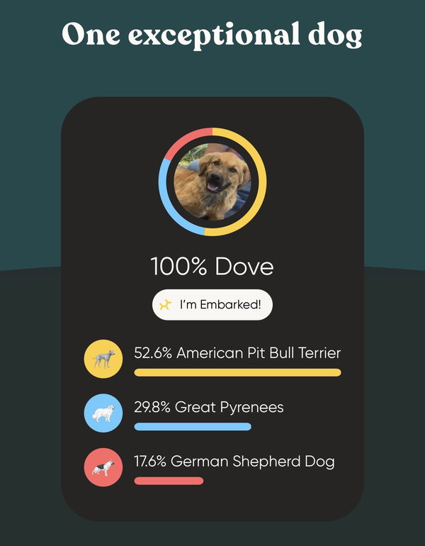 Dove