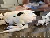 Pongo
