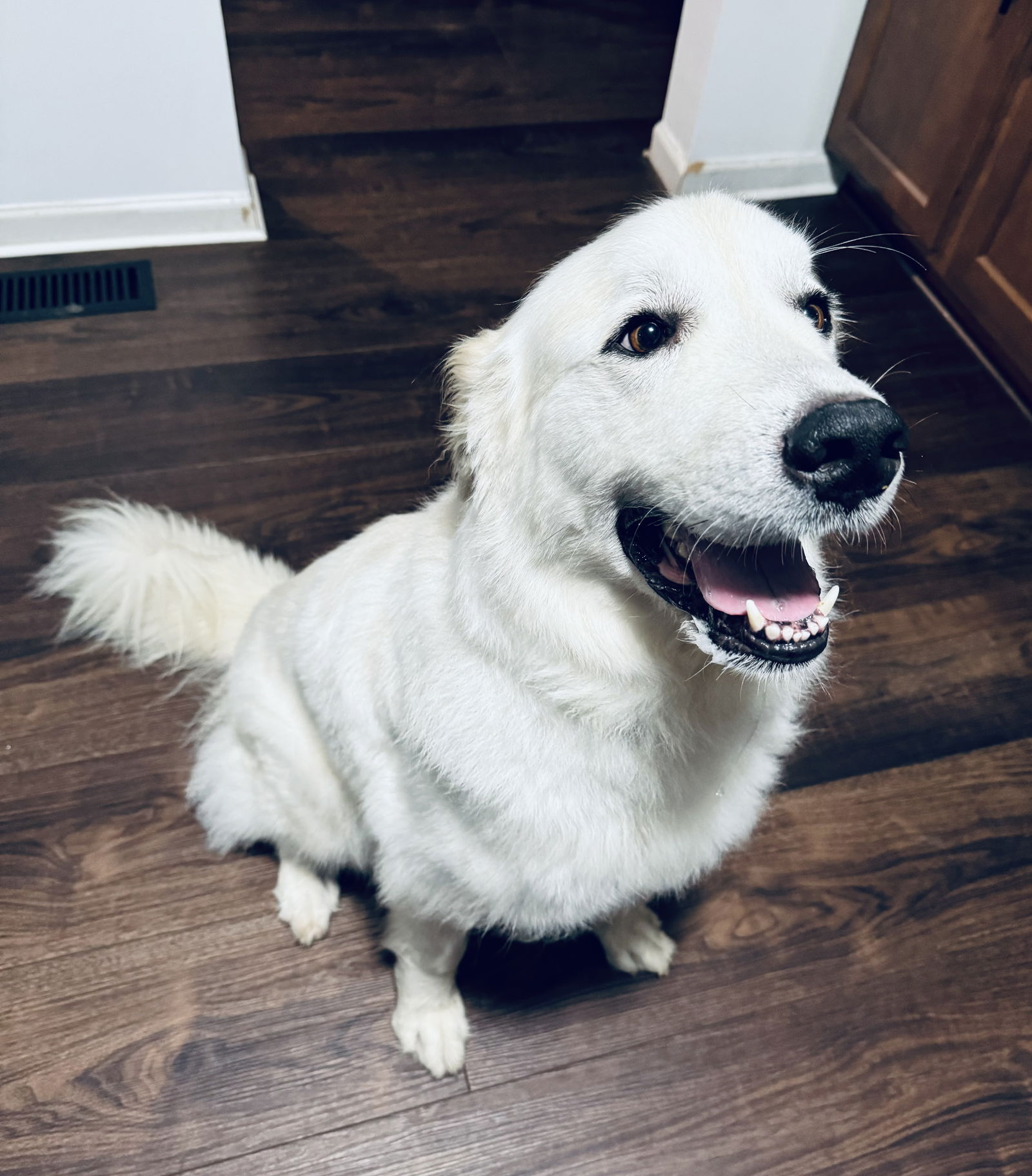 adoptable Dog in Columbus, IN named Luna