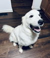 adoptable Dog in , IN named Luna