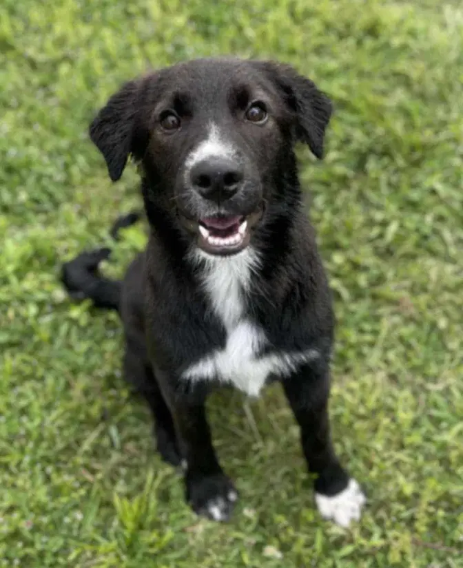 Maggie - Border Collie