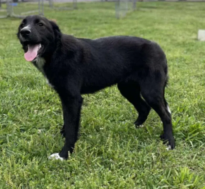 Maggie image 3