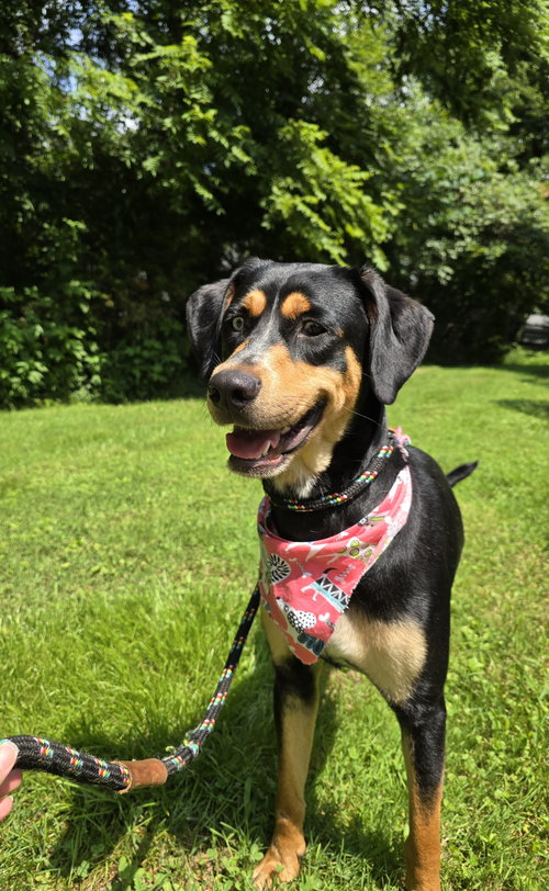 picture of the dog needing adoption