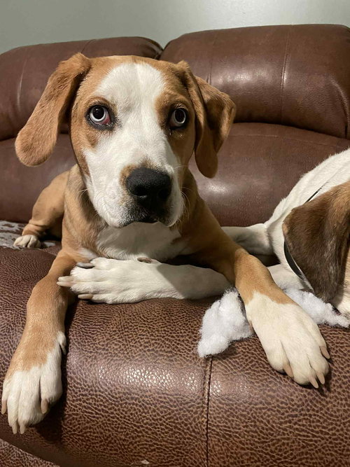 picture of the dog needing adoption