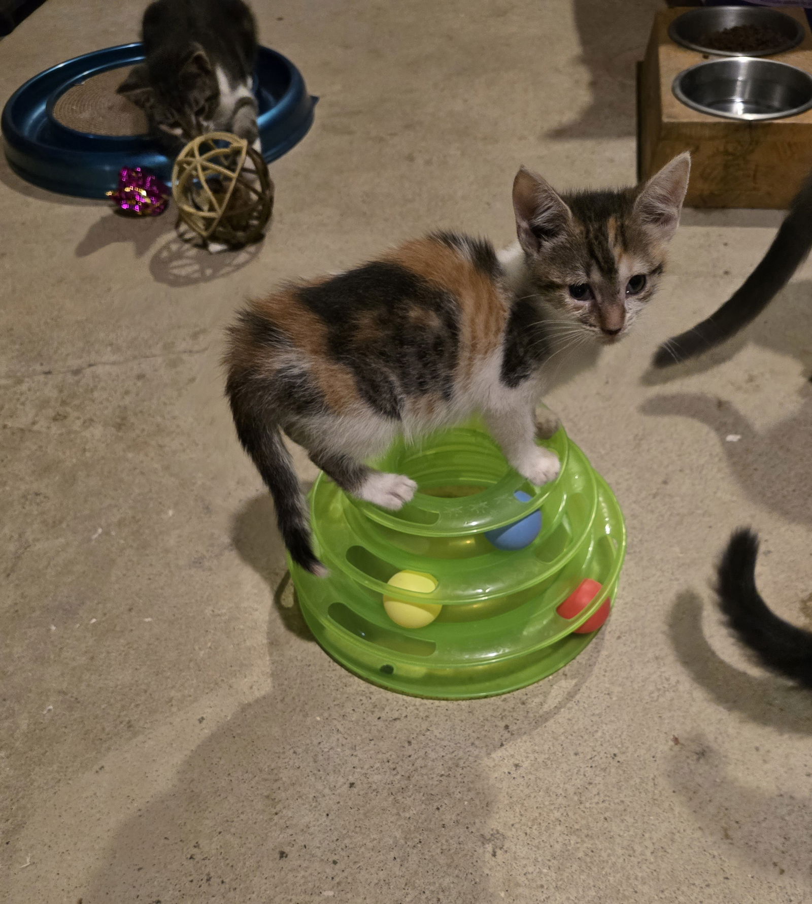 adoptable Cat in Columbus, IN named Piglet