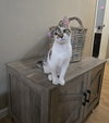 Piglet - Photo 1