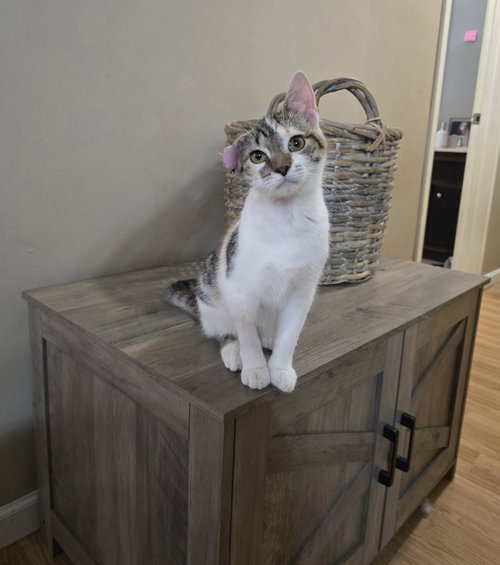 PIGLET - Domestic Medium Hair available for adoption