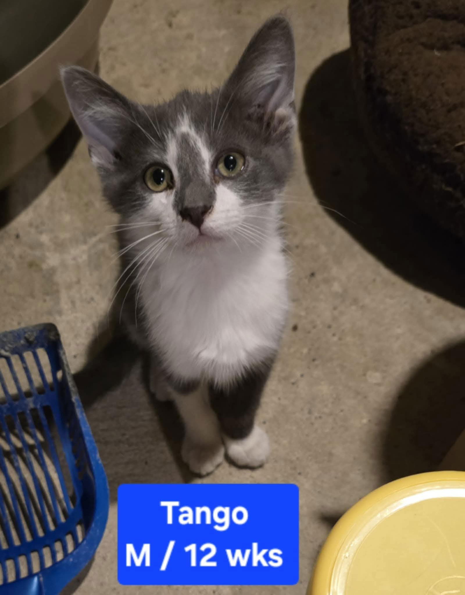 adoptable Cat in Columbus, IN named Tango
