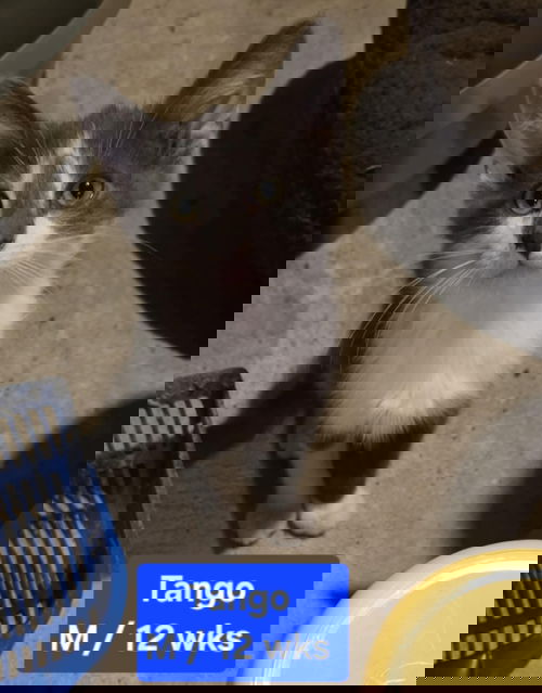 Tango