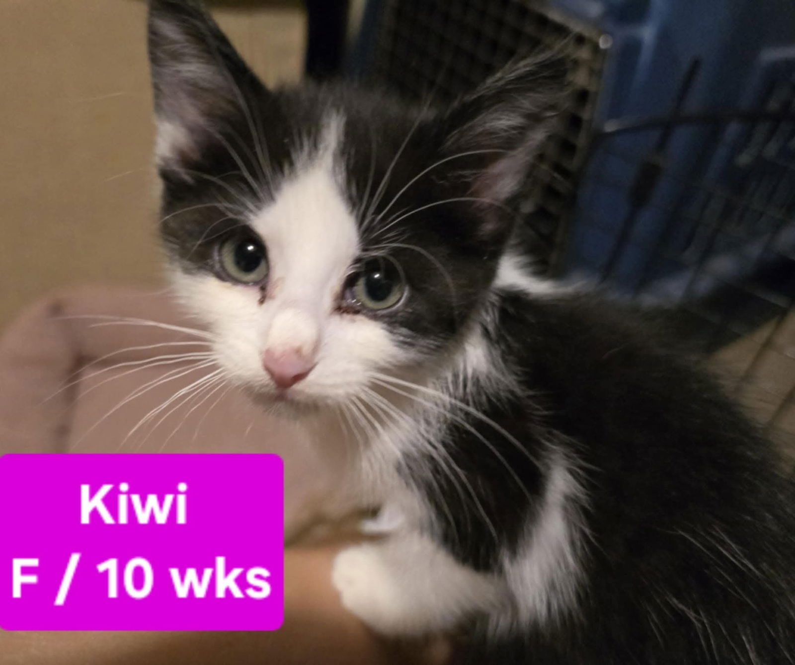 adoptable Cat in Columbus, IN named Kiwi
