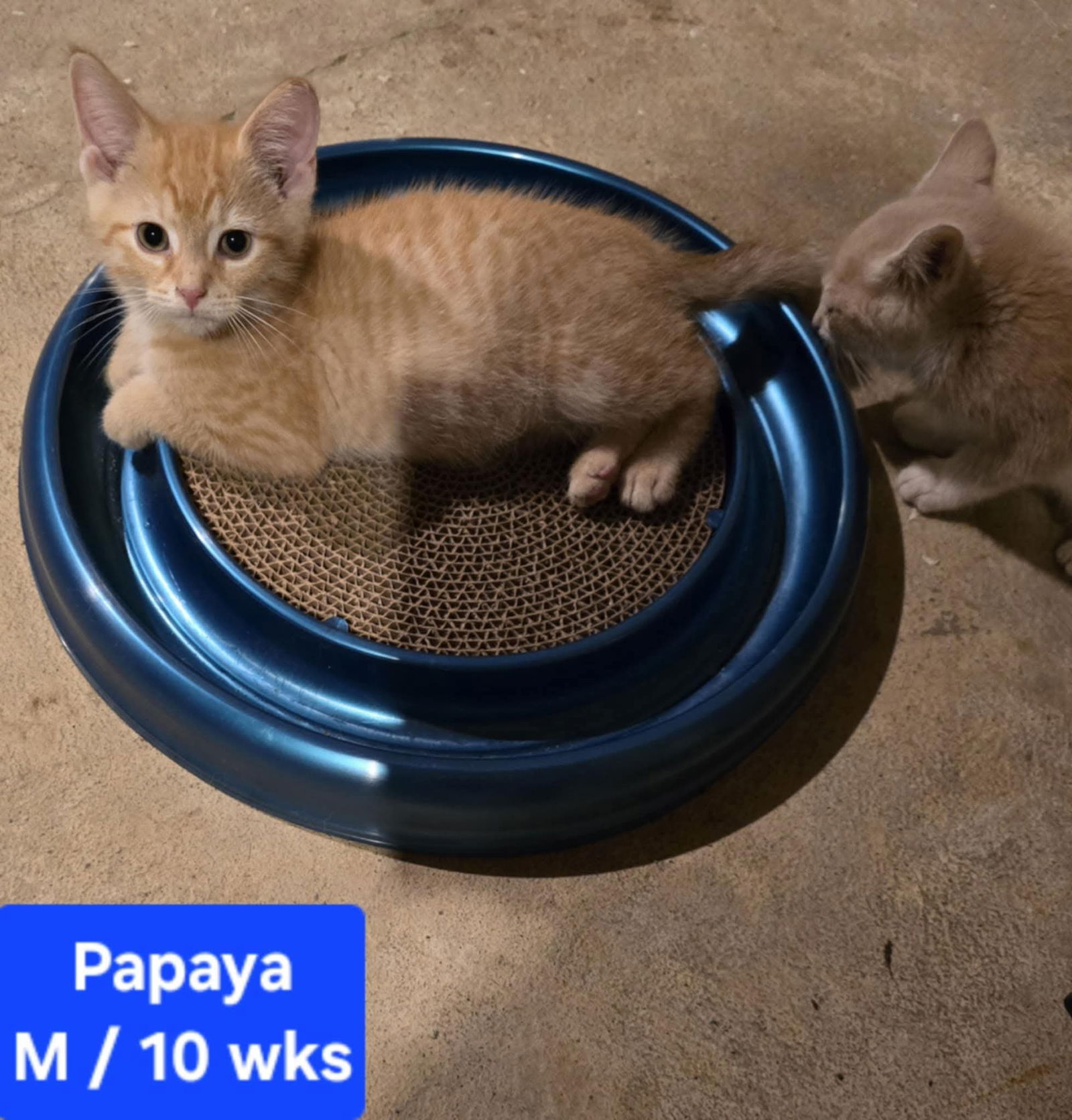 adoptable Cat in Columbus, IN named Papaya
