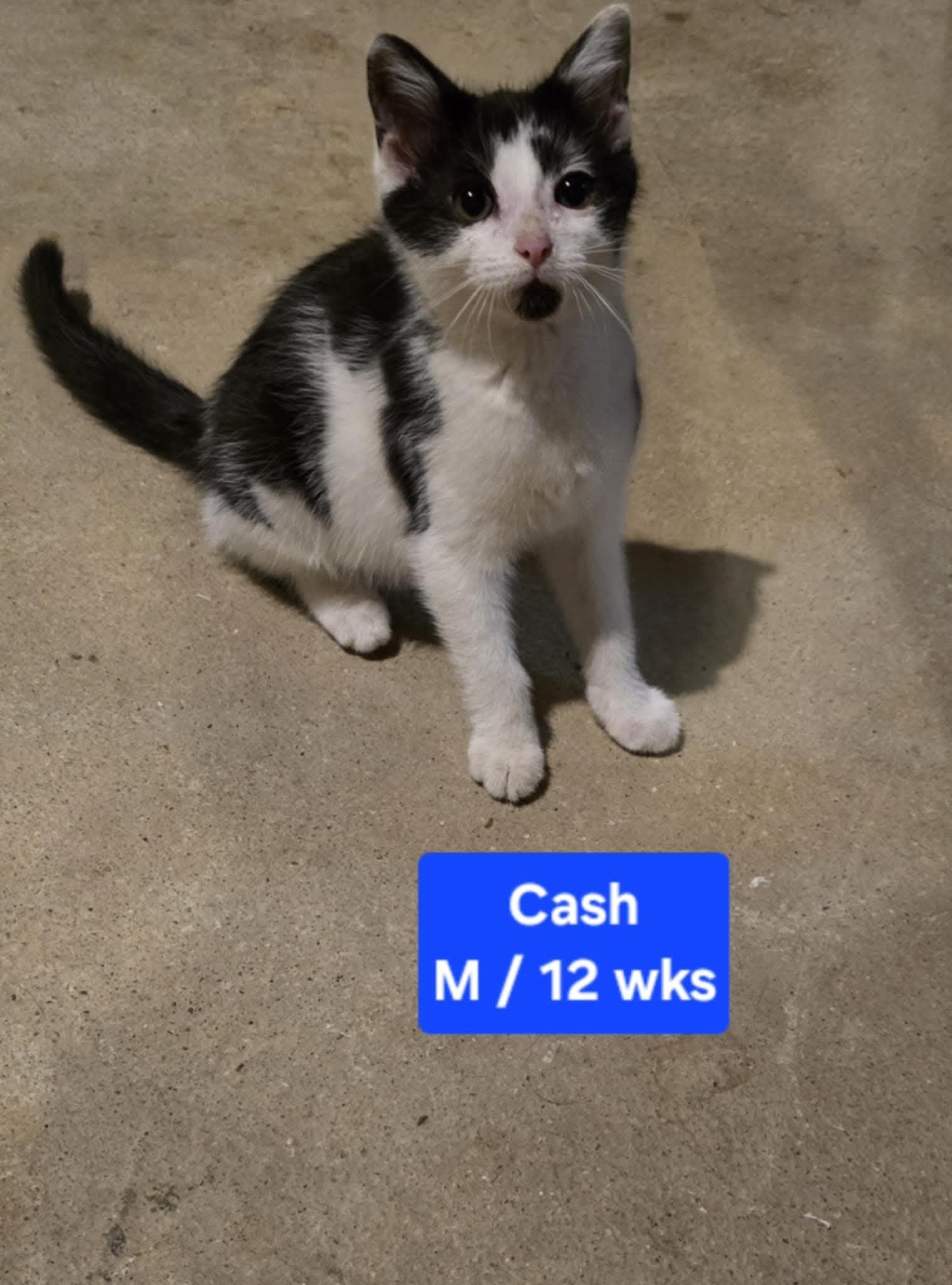 adoptable Cat in Columbus, IN named Cash