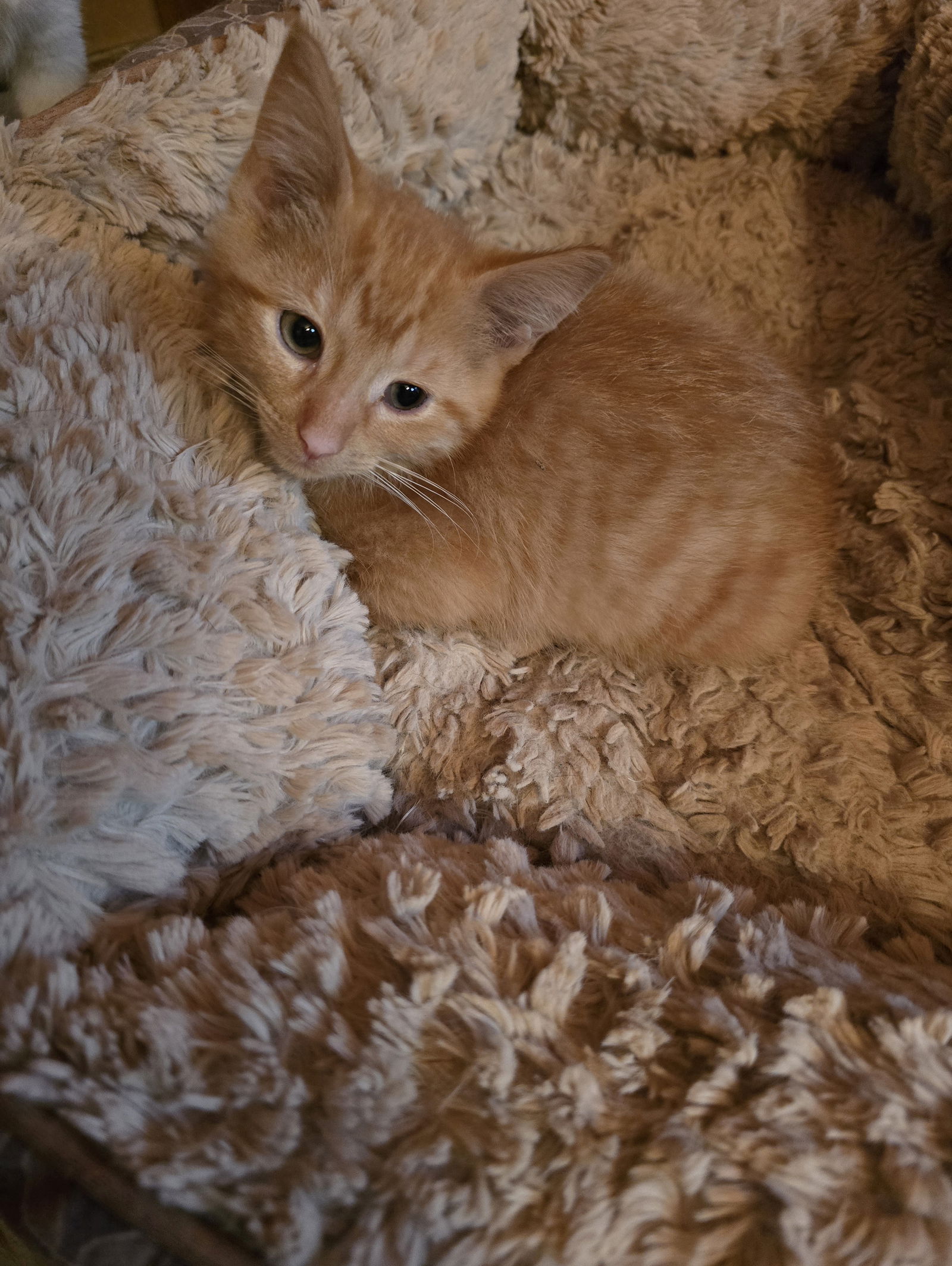 adoptable Cat in Columbus, IN named Mango