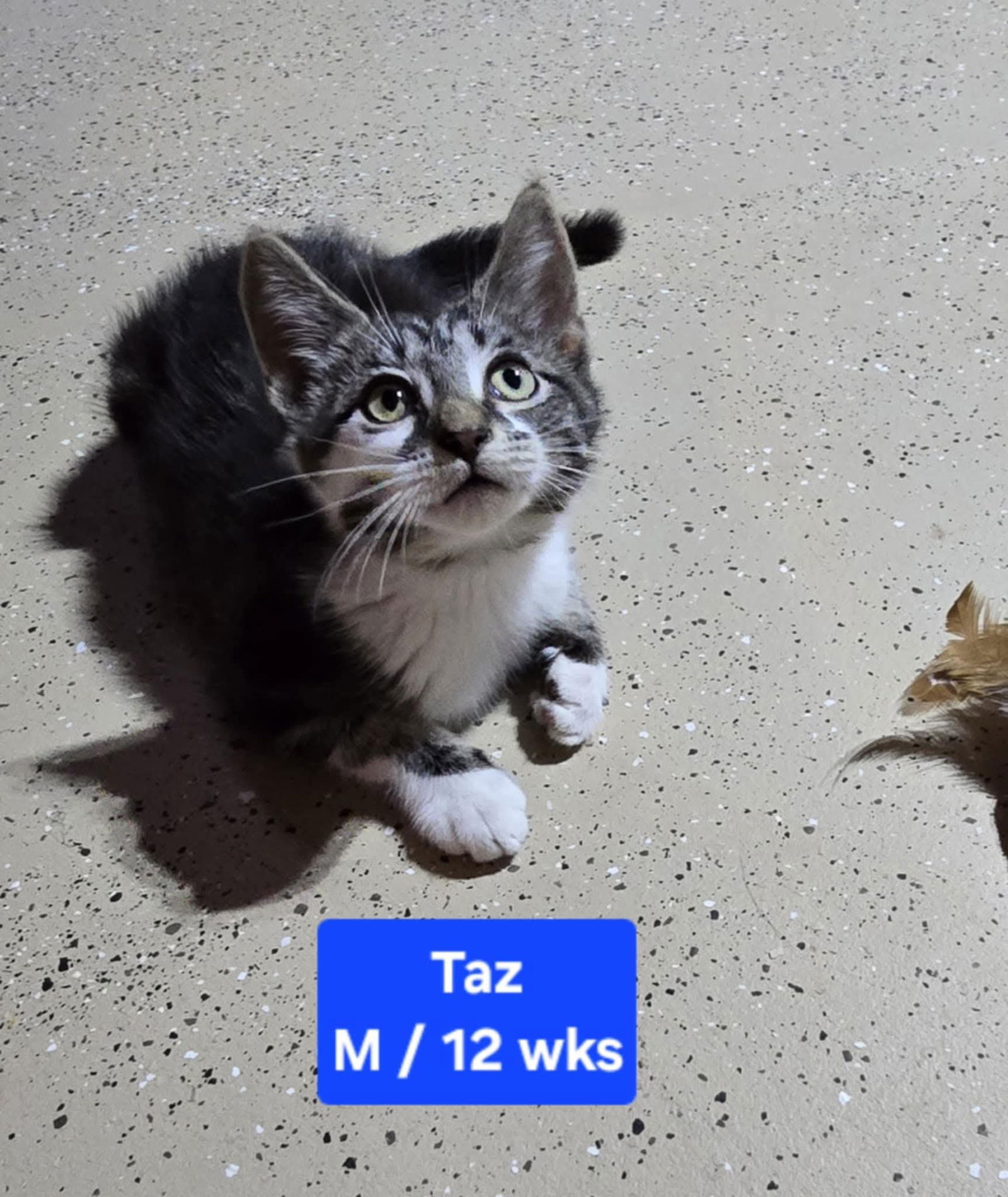 adoptable Cat in Columbus, IN named Taz