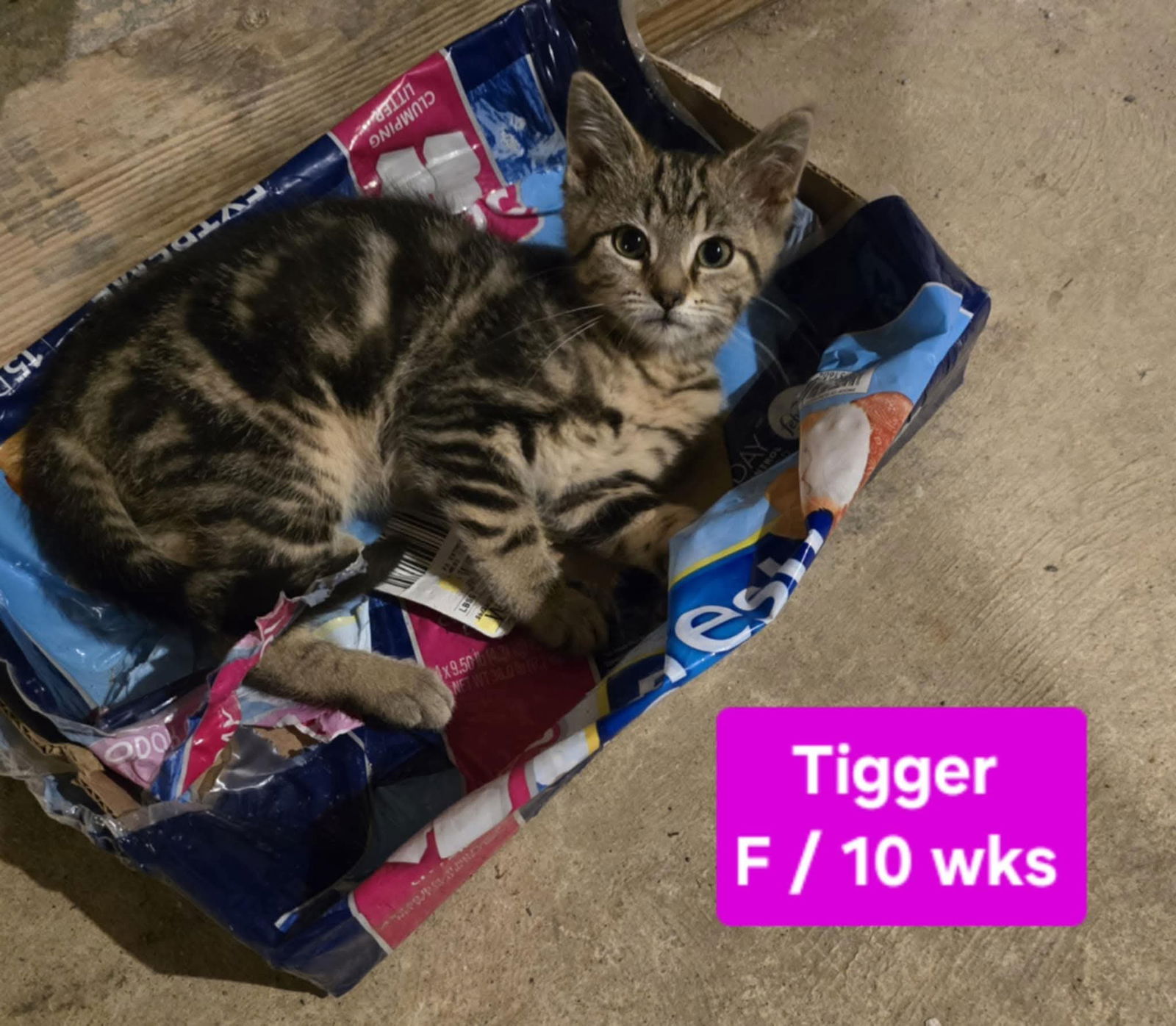 adoptable Cat in Columbus, IN named Tigger
