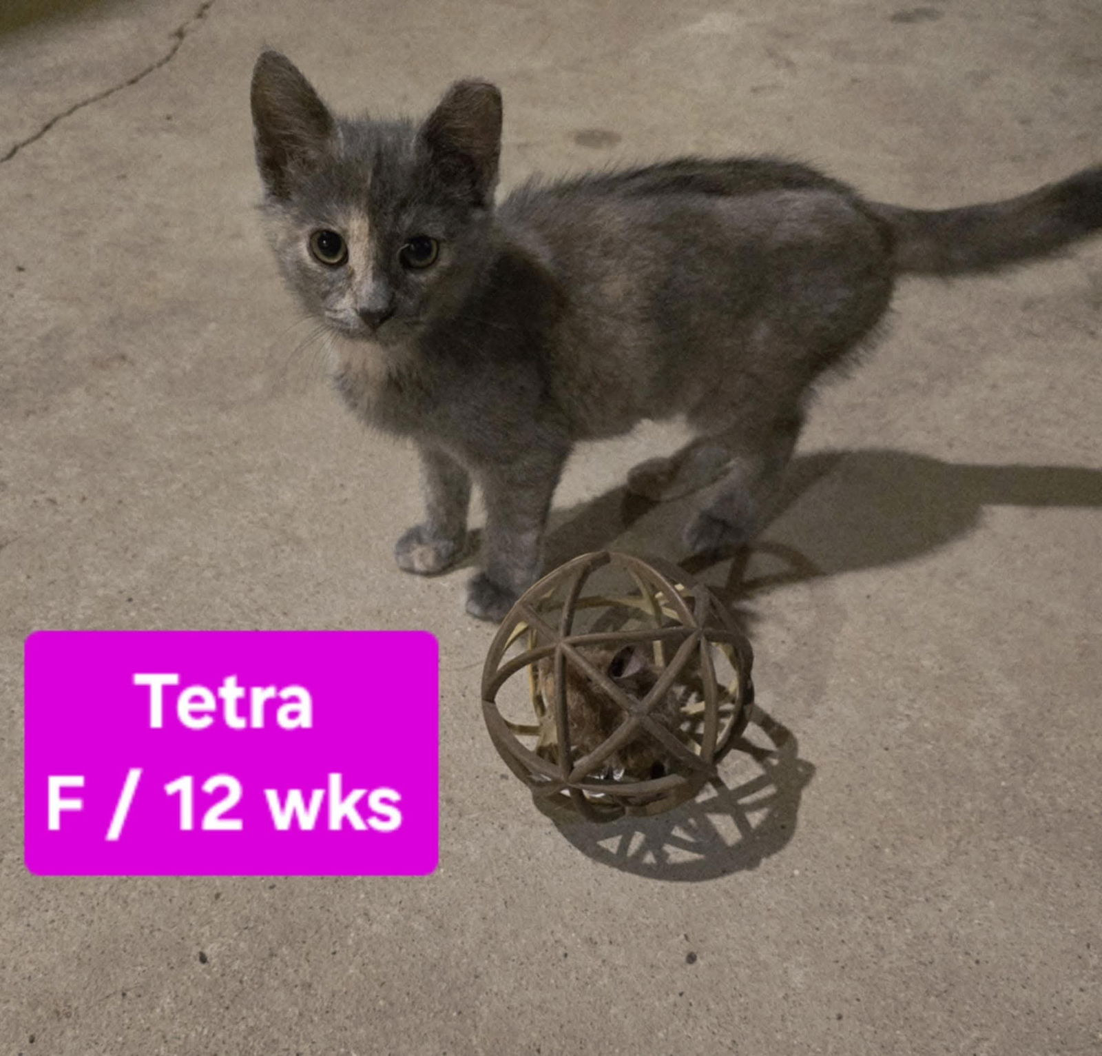 adoptable Cat in Columbus, IN named Tetra