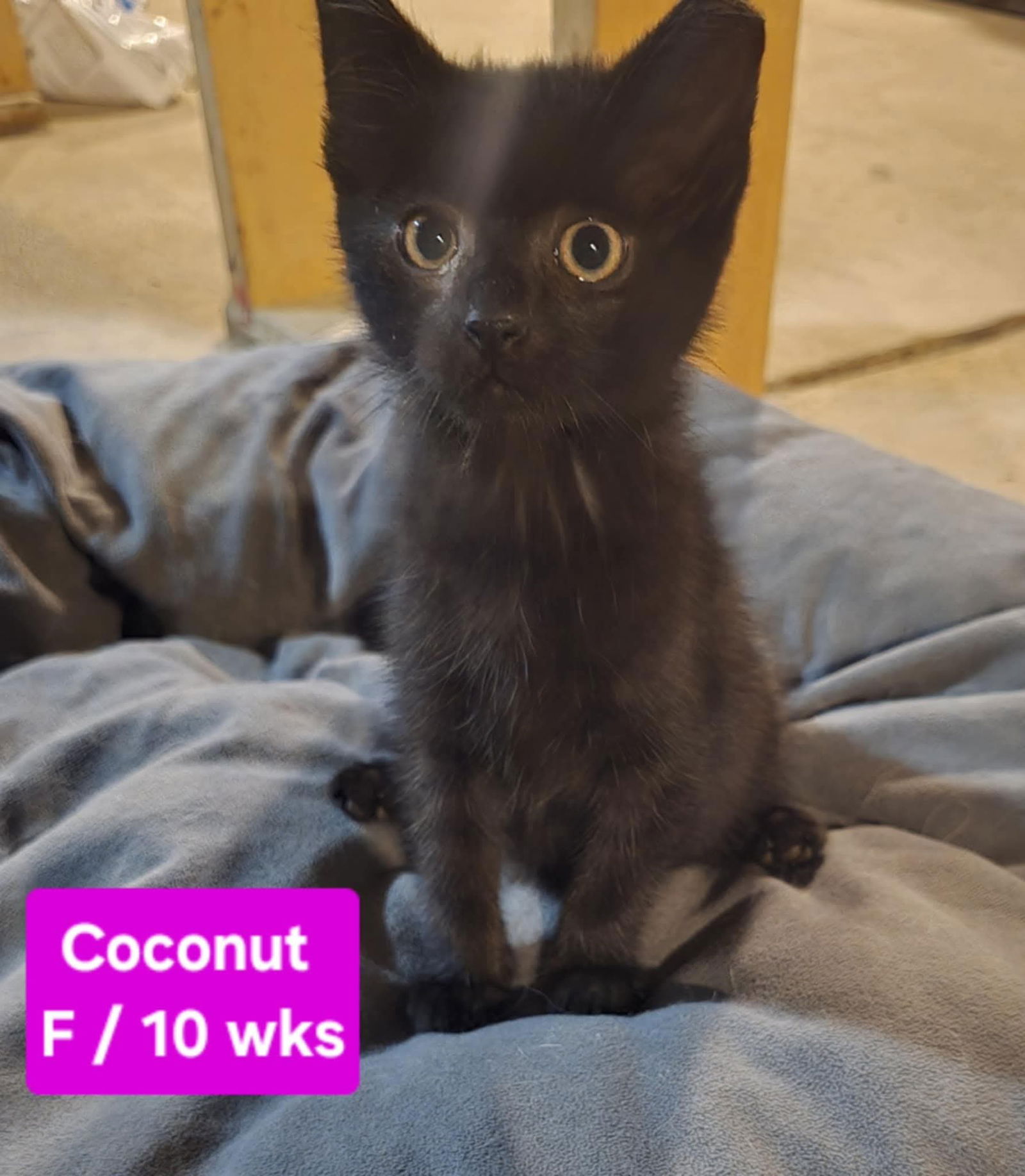 adoptable Cat in Columbus, IN named Coconut