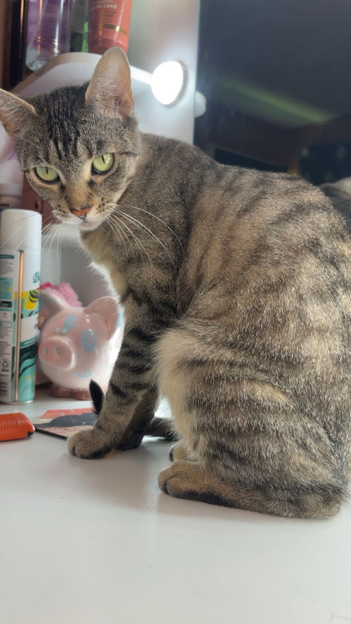HOPE - Domestic Short Hair available for adoption